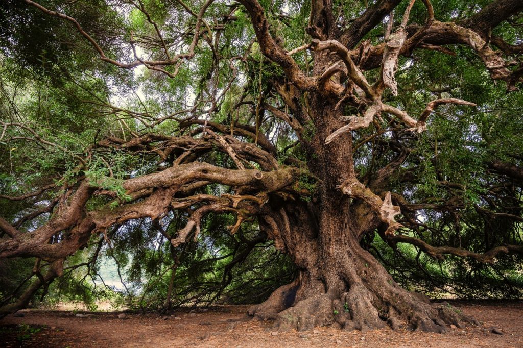 Les Arbres et la Géobiologie : La Sagesse Ancienne et les Énergies de la Terre