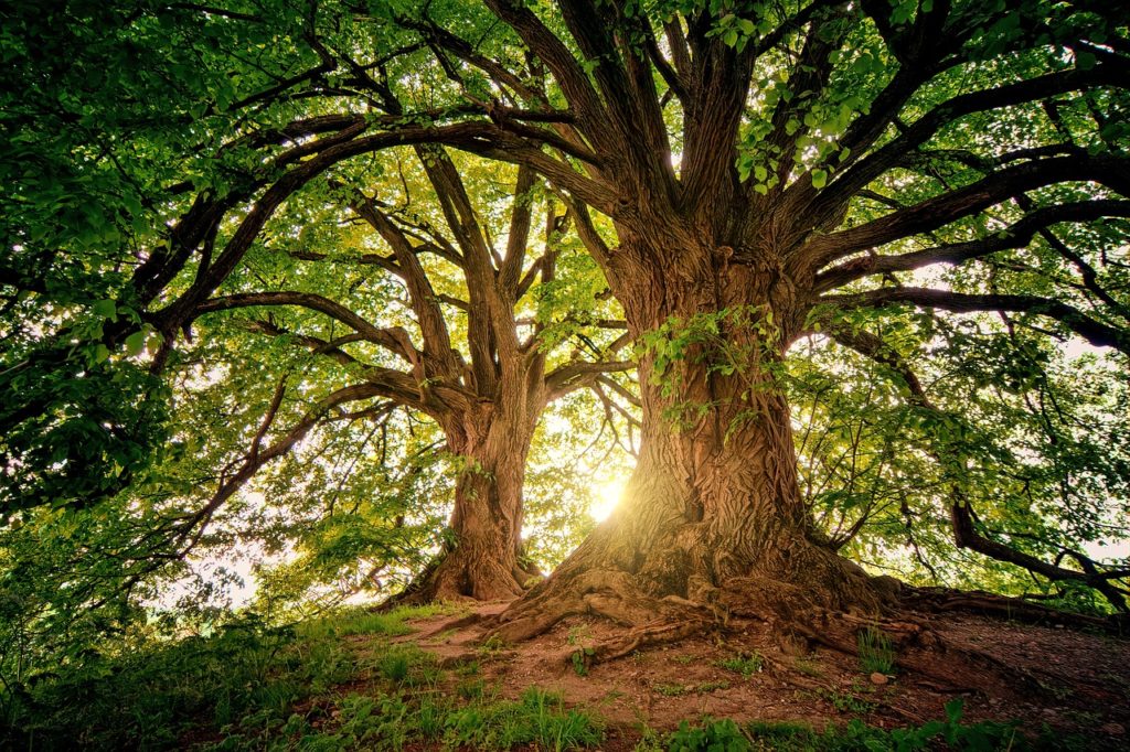 Forêts Enchantées ou Maléfiques : L'Influence des Énergies Subtiles sur les Bois Mystérieux