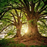 Forêts Enchantées ou Maléfiques : L'Influence des Énergies Subtiles sur les Bois Mystérieux